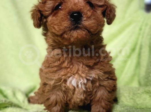 Toy Poodle Yavru (Bursa Köpek Okulu) görsel