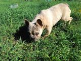 Lilack Merle Tan Guad Babadan Excotik Bebekler