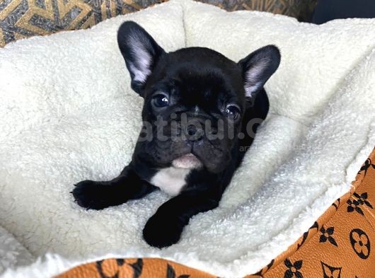 French Bulldog Yavrular Aşılı Eğitimli görsel