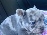 Lilack Merle Tan Guad Babadan Excotik Bebekler