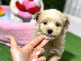 F1 Malti̇poo Yavrular