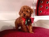 Tatli Tadinda Toy Poodle Yavrulari