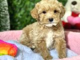 F1 Malti̇poo Yavrular