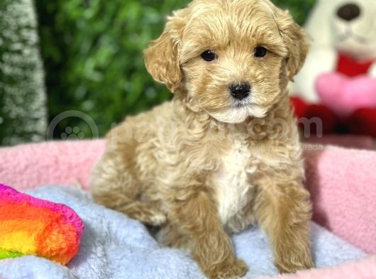 F1 Malti̇poo Yavrular görsel