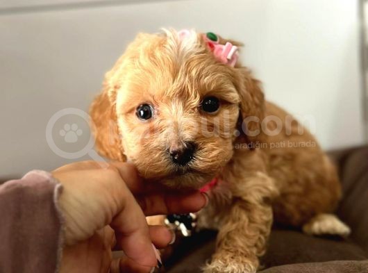 Tatli Tadinda Malti̇poo Yavrulari görsel