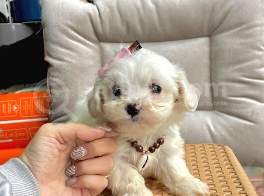Tatli Tadinda Maltese Yavrulari görsel