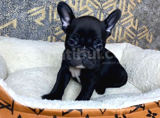French Bulldog Yavrular Aşılı Eğitimli
