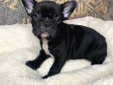 French Bulldog Yavrular Aşılı Eğitimli