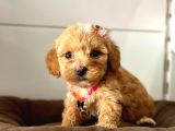 Tatli Tadinda Malti̇poo Yavrulari