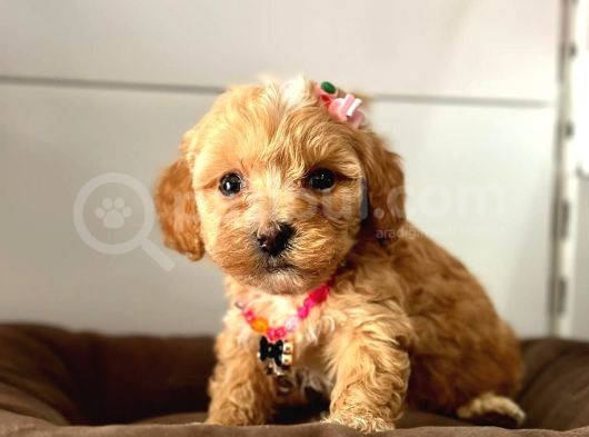 Tatli Tadinda Malti̇poo Yavrulari görsel