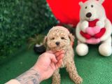 Orji̇nal Toy Poodle Di̇şi̇ Yavrumuz