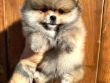 Pomerinian Boo Yavrulari Mama Ve Malzeme Kampanyali