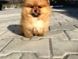 Pomerinian Boo Yavrulari Mama Ve Malzeme Kampanyali