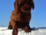 Red Toy Poodle Yavrular