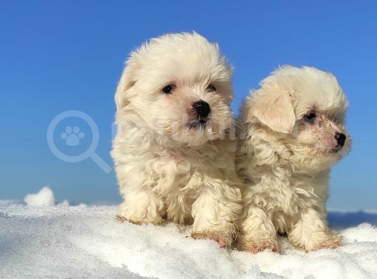 Maltese Teri̇er Yavrulari görsel