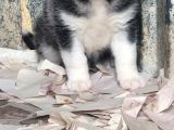 Sibirya Kurdu Yavrular (Bursa Köpek Okulu)