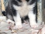 Sibirya Kurdu Yavrular (Bursa Köpek Okulu)