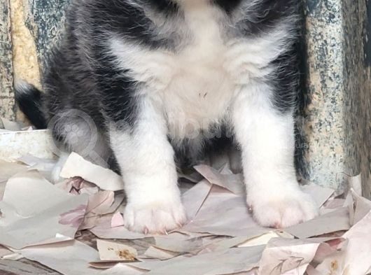 Sibirya Kurdu Yavrular (Bursa Köpek Okulu) görsel