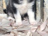 Sibirya Kurdu Yavrular (Bursa Köpek Okulu)