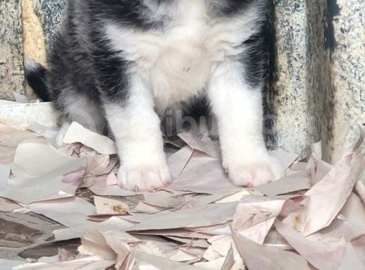 Sibirya Kurdu Yavrular (Bursa Köpek Okulu) görsel