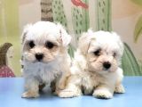 Maltese Terri̇er Yavrusu