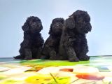 Si̇yah Toy Poodle Yavrusu