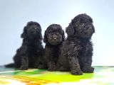 Si̇yah Toy Poodle Yavrusu