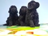 Si̇yah Toy Poodle Yavrusu