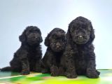 Si̇yah Toy Poodle Yavrusu