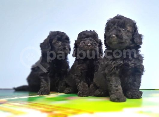 Si̇yah Toy Poodle Yavrusu görsel