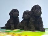 Si̇yah Toy Poodle Yavrusu