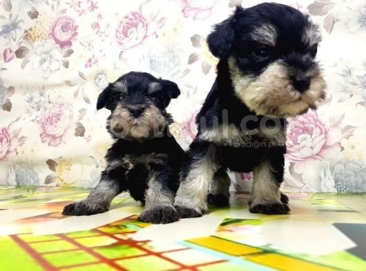 Mi̇nyatür Schnauzer Yavrular görsel