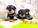 Mi̇nyatür Schnauzer Yavrular