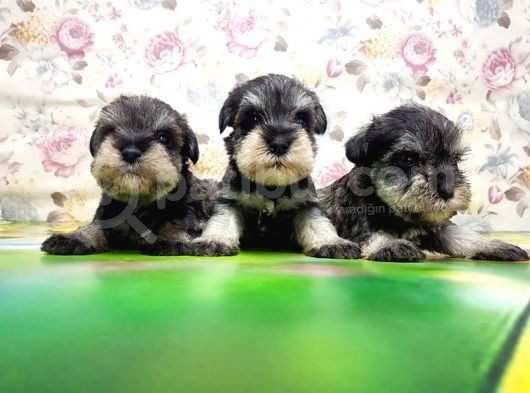 Mi̇nyatür Schnauzer Yavrular görsel