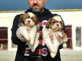 Shi̇h Tzu Yavrusu