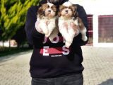 Shi̇h Tzu Yavrusu
