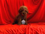 Çi̇kolata Tadindatoy Poodle Yavrulari