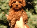 Orjinal Red Toy Poodle