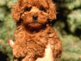 Orjinal Red Toy Poodle