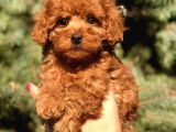 Orjinal Red Toy Poodle