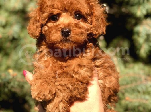 Orjinal Red Toy Poodle