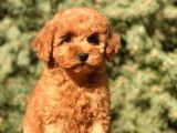 Tr Nin En Özel Toy Poodle Yavruları