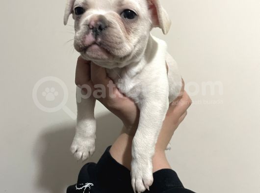 Fluffy Carier Cream Di̇şi̇ görsel