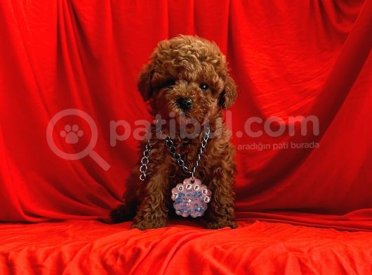 Çi̇kolata Tadindatoy Poodle Yavrulari