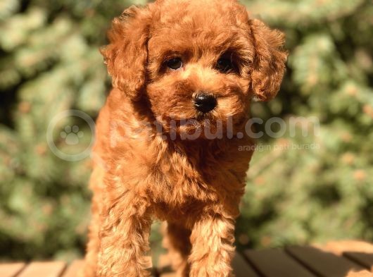 Red Toy Poodle Yavrumuz görsel