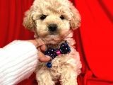 Tatli Tadinda Malti̇poo Yavrulari