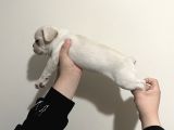 Fluffy Carier Cream Di̇şi̇