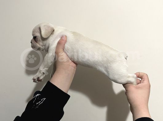 Fluffy Carier Cream Di̇şi̇ görsel