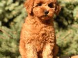 Tr Nin En Özel Toy Poodle Yavruları