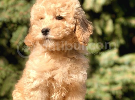 Miniatür Poodle Yavrumuz görsel